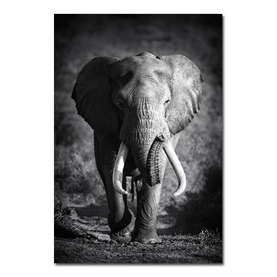 NEW Black And White Animals Tiger And Lion Wall Art Canvas Print Poster